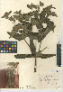  ( - CCDB-24941-D01)  @11 [ ] CreativeCommons - Attribution Non-Commercial Share-Alike (2015) SDNHM San Diego Natural History Museum