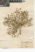  (Euphorbia polycarpa - CCDB-24941-D02)  @11 [ ] CreativeCommons - Attribution Non-Commercial Share-Alike (2015) SDNHM San Diego Natural History Museum