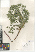  (Euphorbia virgata - CCDB-24941-D03)  @11 [ ] CreativeCommons - Attribution Non-Commercial Share-Alike (2015) SDNHM San Diego Natural History Museum