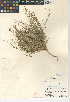  (Acmispon haydonii - CCDB-24941-D06)  @11 [ ] CreativeCommons - Attribution Non-Commercial Share-Alike (2015) SDNHM San Diego Natural History Museum