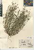  (Astragalus gambelianus - CCDB-24941-D09)  @11 [ ] CreativeCommons - Attribution Non-Commercial Share-Alike (2015) SDNHM San Diego Natural History Museum