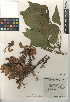  (Erythrina caffra - CCDB-24941-D12)  @11 [ ] CreativeCommons - Attribution Non-Commercial Share-Alike (2015) SDNHM San Diego Natural History Museum
