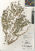  ( - CCDB-24941-E01)  @11 [ ] CreativeCommons - Attribution Non-Commercial Share-Alike (2015) SDNHM San Diego Natural History Museum