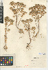  ( - CCDB-24941-E02)  @11 [ ] CreativeCommons - Attribution Non-Commercial Share-Alike (2015) SDNHM San Diego Natural History Museum