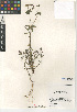  (Euphorbia terracina - CCDB-24941-E03)  @11 [ ] CreativeCommons - Attribution Non-Commercial Share-Alike (2015) SDNHM San Diego Natural History Museum