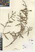 (Acacia redolens - CCDB-24941-E05)  @11 [ ] CreativeCommons - Attribution Non-Commercial Share-Alike (2015) SDNHM San Diego Natural History Museum