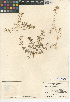  (Euphorbia pediculifera - CCDB-24941-F02)  @11 [ ] CreativeCommons - Attribution Non-Commercial Share-Alike (2015) SDNHM San Diego Natural History Museum