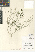  (Euphorbia graminea - CCDB-24941-G01)  @11 [ ] CreativeCommons - Attribution Non-Commercial Share-Alike (2015) SDNHM San Diego Natural History Museum