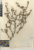  (Euphorbia misera - CCDB-24941-G02)  @11 [ ] CreativeCommons - Attribution Non-Commercial Share-Alike (2015) SDNHM San Diego Natural History Museum