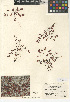  (Euphorbia setiloba - CCDB-24941-G03)  @11 [ ] CreativeCommons - Attribution Non-Commercial Share-Alike (2015) SDNHM San Diego Natural History Museum