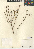  (Euphorbia eriantha - CCDB-24941-H01)  @11 [ ] CreativeCommons - Attribution Non-Commercial Share-Alike (2015) SDNHM San Diego Natural History Museum