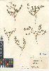  (Euphorbia serpyllifolia - CCDB-24941-H03)  @11 [ ] CreativeCommons - Attribution Non-Commercial Share-Alike (2015) SDNHM San Diego Natural History Museum