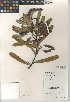  (Acacia murrayana - CCDB-24941-H05)  @11 [ ] CreativeCommons - Attribution Non-Commercial Share-Alike (2015) SDNHM San Diego Natural History Museum