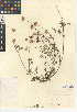  (Trifolium ciliolatum - CCDB-24942-A10)  @11 [ ] CreativeCommons - Attribution Non-Commercial Share-Alike (2015) SDNHM San Diego Natural History Museum