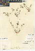  (Trifolium microcephalum - CCDB-24942-A11)  @11 [ ] CreativeCommons - Attribution Non-Commercial Share-Alike (2015) SDNHM San Diego Natural History Museum