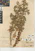  (Lupinus formosus var. robustus - CCDB-24942-B04)  @11 [ ] CreativeCommons - Attribution Non-Commercial Share-Alike (2015) SDNHM San Diego Natural History Museum