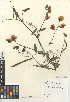  (Lathyrus tingitanus - CCDB-24942-C02)  @11 [ ] CreativeCommons - Attribution Non-Commercial Share-Alike (2015) SDNHM San Diego Natural History Museum