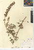  (Lupinus formosus var. formosus - CCDB-24942-C04)  @11 [ ] CreativeCommons - Attribution Non-Commercial Share-Alike (2015) SDNHM San Diego Natural History Museum