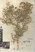  (Psorothamnus - CCDB-24942-C08)  @11 [ ] CreativeCommons - Attribution Non-Commercial Share-Alike (2015) SDNHM San Diego Natural History Museum