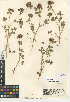  (Trifolium hirtum - CCDB-24942-C11)  @11 [ ] CreativeCommons - Attribution Non-Commercial Share-Alike (2015) SDNHM San Diego Natural History Museum