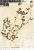  (Trifolium wormskioldii - CCDB-24942-C12)  @11 [ ] CreativeCommons - Attribution Non-Commercial Share-Alike (2015) SDNHM San Diego Natural History Museum