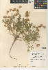  (Lupinus microcarpus var. densiflorus - CCDB-24942-E05)  @11 [ ] CreativeCommons - Attribution Non-Commercial Share-Alike (2015) SDNHM San Diego Natural History Museum