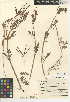 (Hosackia - CCDB-24942-H02)  @11 [ ] CreativeCommons - Attribution Non-Commercial Share-Alike (2015) SDNHM San Diego Natural History Museum