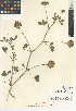  (Trifolium obtusiflorum - CCDB-24942-H12)  @11 [ ] CreativeCommons - Attribution Non-Commercial Share-Alike (2015) SDNHM San Diego Natural History Museum