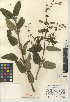  (Lepechinia cardiophylla - CCDB-24943-A11)  @11 [ ] CreativeCommons - Attribution Non-Commercial Share-Alike (2015) SDNHM San Diego Natural History Museum