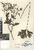  ( - CCDB-24943-B07)  @11 [ ] CreativeCommons - Attribution Non-Commercial Share-Alike (2015) SDNHM San Diego Natural History Museum