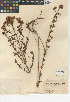  (Hypericum perforatum - CCDB-24943-C10)  @11 [ ] CreativeCommons - Attribution Non-Commercial Share-Alike (2015) SDNHM San Diego Natural History Museum