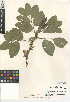  (Vicia faba - CCDB-24943-D01)  @11 [ ] CreativeCommons - Attribution Non-Commercial Share-Alike (2015) SDNHM San Diego Natural History Museum