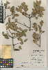  (Quercus wislizeni var. frutescens - CCDB-24943-D04)  @11 [ ] CreativeCommons - Attribution Non-Commercial Share-Alike (2015) SDNHM San Diego Natural History Museum