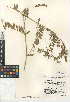  (Vicia benghalensis - CCDB-24943-E01)  @11 [ ] CreativeCommons - Attribution Non-Commercial Share-Alike (2015) SDNHM San Diego Natural History Museum