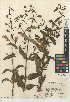 (Lepechinia ganderi - CCDB-24943-H12)  @11 [ ] CreativeCommons - Attribution Non-Commercial Share-Alike (2015) SDNHM San Diego Natural History Museum