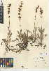  (Salvia sonomensis - CCDB-24944-A04)  @11 [ ] CreativeCommons - Attribution Non-Commercial Share-Alike (2015) SDNHM San Diego Natural History Museum