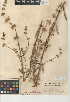  (Salvia apiana X mellifera - CCDB-24944-D03)  @11 [ ] CreativeCommons - Attribution Non-Commercial Share-Alike (2015) SDNHM San Diego Natural History Museum