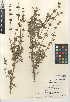  (Salvia munzii - CCDB-24944-D04)  @11 [ ] CreativeCommons - Attribution Non-Commercial Share-Alike (2015) SDNHM San Diego Natural History Museum