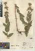  (Pycnanthemum - CCDB-24944-F03)  @11 [ ] CreativeCommons - Attribution Non-Commercial Share-Alike (2015) SDNHM San Diego Natural History Museum