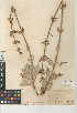 (Salvia vaseyi - CCDB-24944-G05)  @11 [ ] CreativeCommons - Attribution Non-Commercial Share-Alike (2015) SDNHM San Diego Natural History Museum