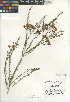  (Chamelaucium - CCDB-24945-C05)  @11 [ ] CreativeCommons - Attribution Non-Commercial Share-Alike (2015) SDNHM San Diego Natural History Museum