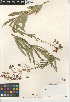  (Chamerion angustifolium subsp. circumvagum - CCDB-24945-C12)  @11 [ ] CreativeCommons - Attribution Non-Commercial Share-Alike (2015) SDNHM San Diego Natural History Museum