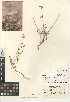  (Mirabilis laevis var. retrorsa - CCDB-24945-D09)  @11 [ ] CreativeCommons - Attribution Non-Commercial Share-Alike (2015) SDNHM San Diego Natural History Museum