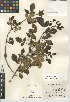  (Fraxinus parryi - CCDB-24945-F10)  @11 [ ] CreativeCommons - Attribution Non-Commercial Share-Alike (2015) SDNHM San Diego Natural History Museum