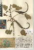  (Proboscidea parviflora subsp. Parviflora - CCDB-24945-G02)  @11 [ ] CreativeCommons - Attribution Non-Commercial Share-Alike (2015) SDNHM San Diego Natural History Museum