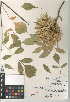  (Fraxinus latifolia - CCDB-24945-G10)  @11 [ ] CreativeCommons - Attribution Non-Commercial Share-Alike (2015) SDNHM San Diego Natural History Museum