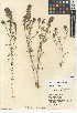  (Castilleja exserta - CCDB-24946-A06)  @11 [ ] CreativeCommons - Attribution Non-Commercial Share-Alike (2015) SDNHM San Diego Natural History Museum