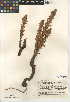  (Orobanche parishii subsp. parishii - CCDB-24946-A08)  @11 [ ] CreativeCommons - Attribution Non-Commercial Share-Alike (2015) SDNHM San Diego Natural History Museum