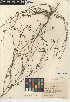  (Cordylanthus - CCDB-24946-B07)  @11 [ ] CreativeCommons - Attribution Non-Commercial Share-Alike (2015) SDNHM San Diego Natural History Museum