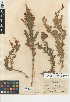  (Epilobium canum subsp. garrettii - CCDB-24946-C02)  @11 [ ] CreativeCommons - Attribution Non-Commercial Share-Alike (2015) SDNHM San Diego Natural History Museum